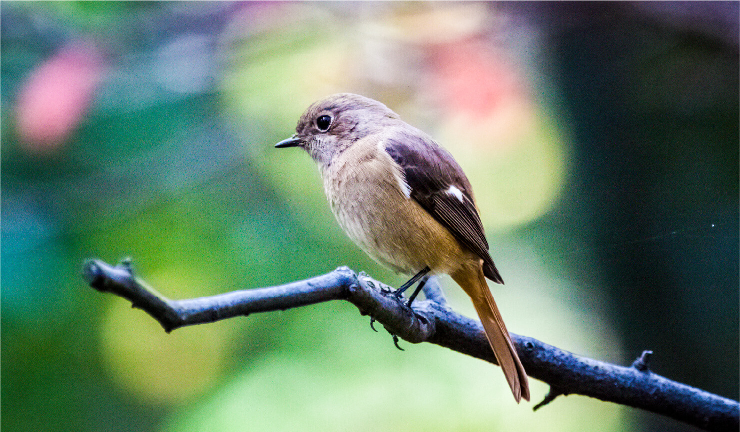 枝にとまっている鳥